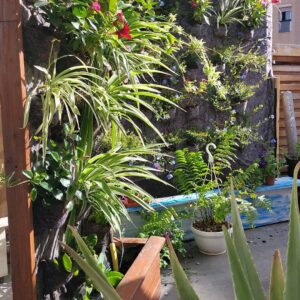 Jardines verticales en las Palmas