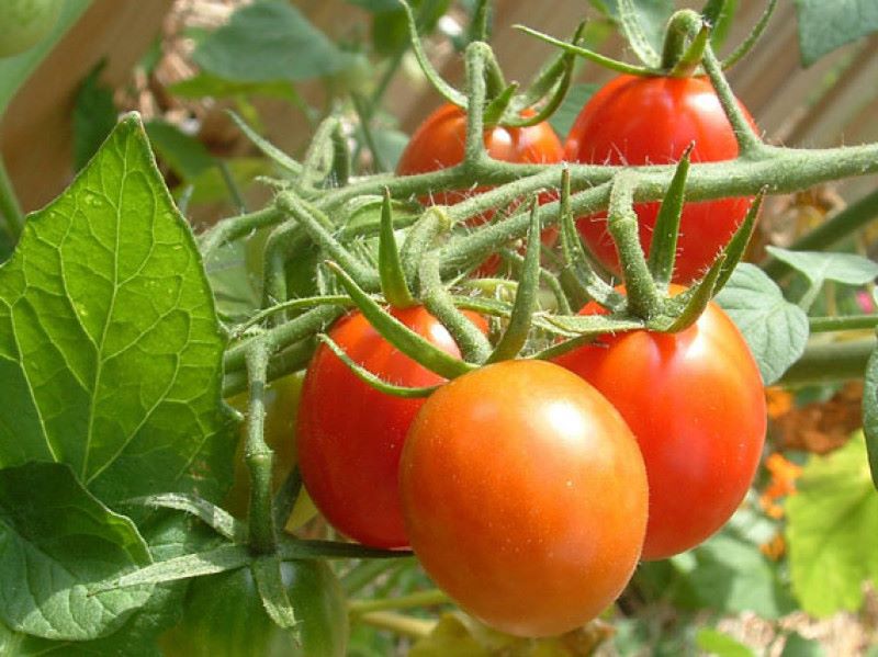 Cultivar tomates en las palmas