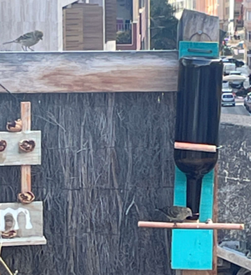 pajaro en las palmas